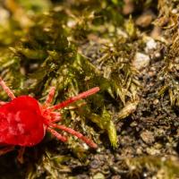Scratching out the truth about those pesky chiggers_art