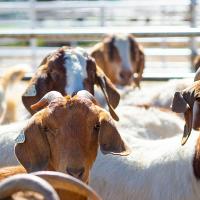 Meat goats in Oklahoma