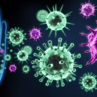 Immune system illustration