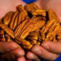 Oklahoma State to host pecan pest management workshop Feb. 21_art