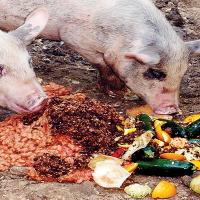 Pigs