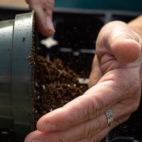 Fall gardens are planted in the heat of summer_1