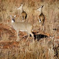 Volunteers, youth sought for Oklahoma Youth Hunting Program_story