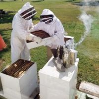 BlueSTEM collecting honey
