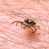The main threat from tick bites in Oklahoma is Rocky Mountain spotted fever