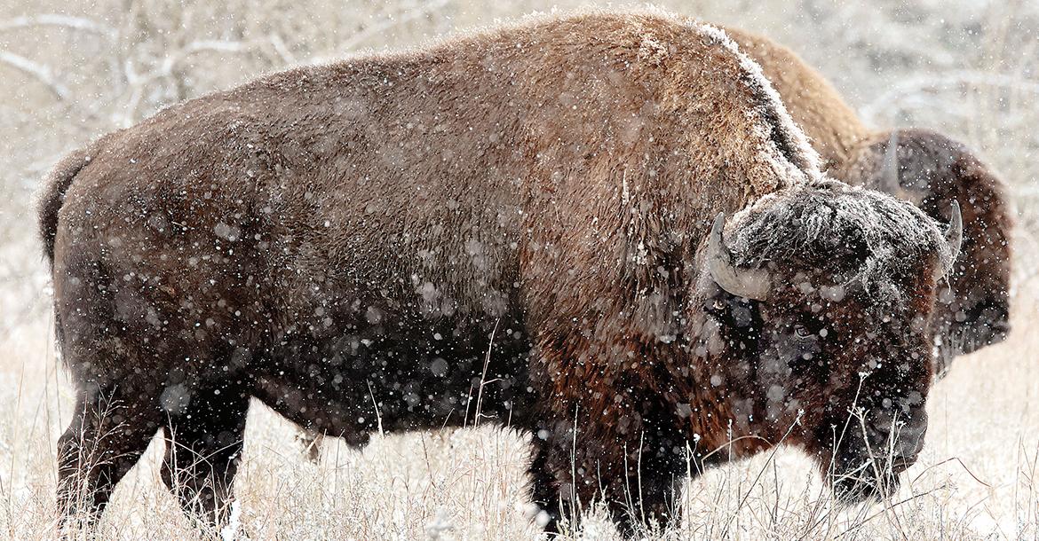 Two of the buffalo in the herd at Concho walking through the snow_slideshow