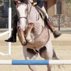 Christa Smith jumps Rooster over a pole