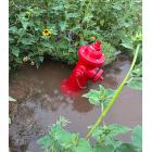A private fire hydrant sits surrounded by standing water and heavy vegetation