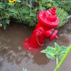 A private fire hydrant sits surrounded by standing water and heavy vegetation