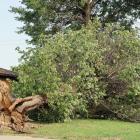 This tree on Reno Avenue was pulled out of the ground and snapped at the base