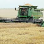 Nick Owen cuts wheat in one of his fields west of Calumet
