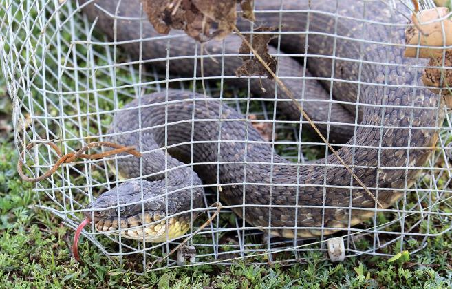 Big snake from pond at Legion Park