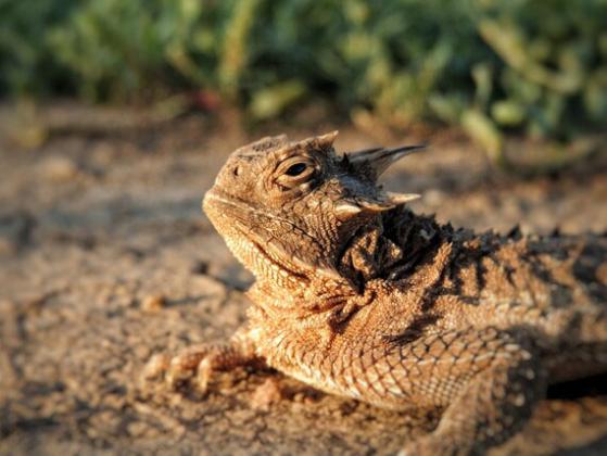 Horned lizards were historically found across much of the western two-thirds of Oklahoma