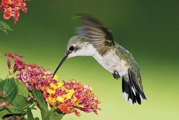 Hummingbirds are expected back in Oklahoma as warmer weather returns