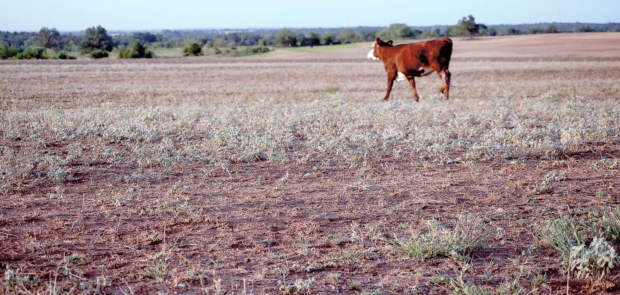 Oklahoma’s multi-year drought has depleted forage options