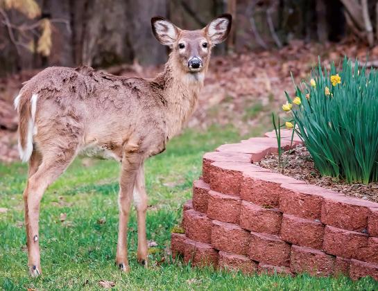 Protecting the home landscape from deer_art