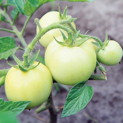 Enjoy the fresh taste of tomatoes after cold weather by ripening them indoors