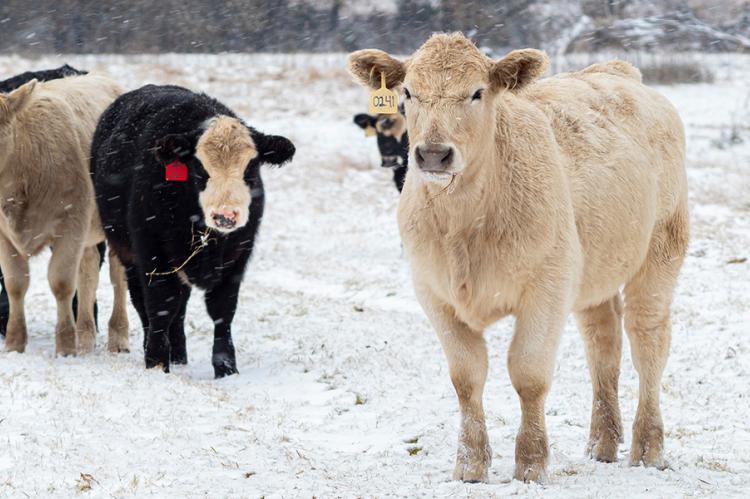 Cold stress in cattle increases body maintenance energy requirements