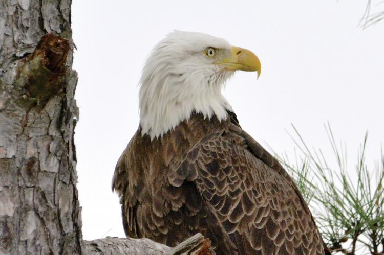 Bald eagle in Canadian County