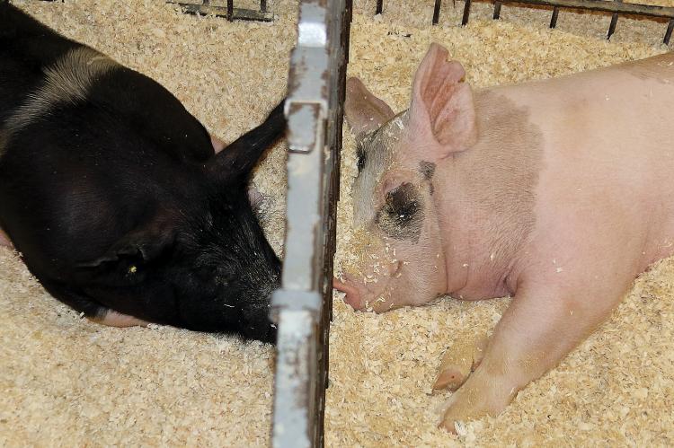 Canadian County Fair_pigs snuggle