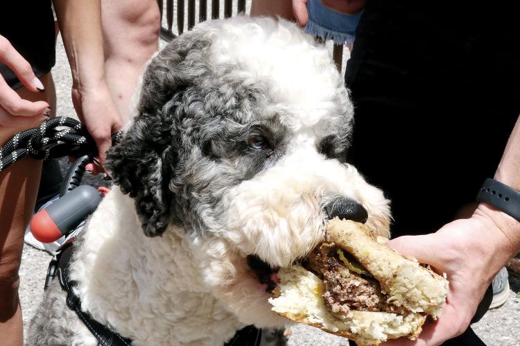 Gus, an Aussiedoodle, takes a bite of the Big Burger