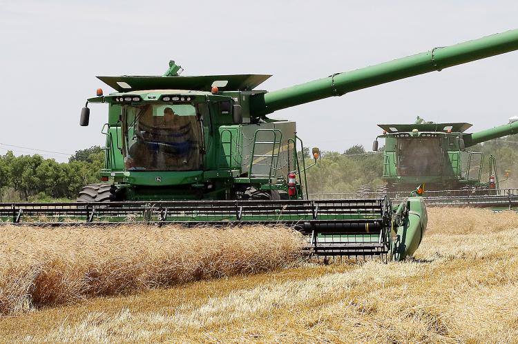 Mike Crowly and Peter Jensen cut wheat in a field