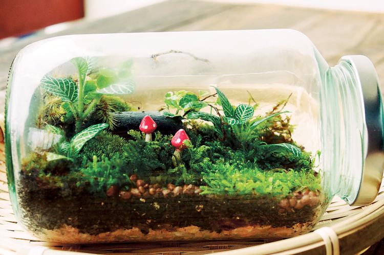 Terrariums can introduce a new generation to gardening_art