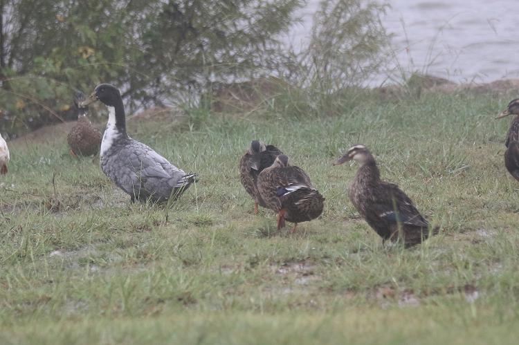 Water fowl may have been some of the only creatures enjoying the weather