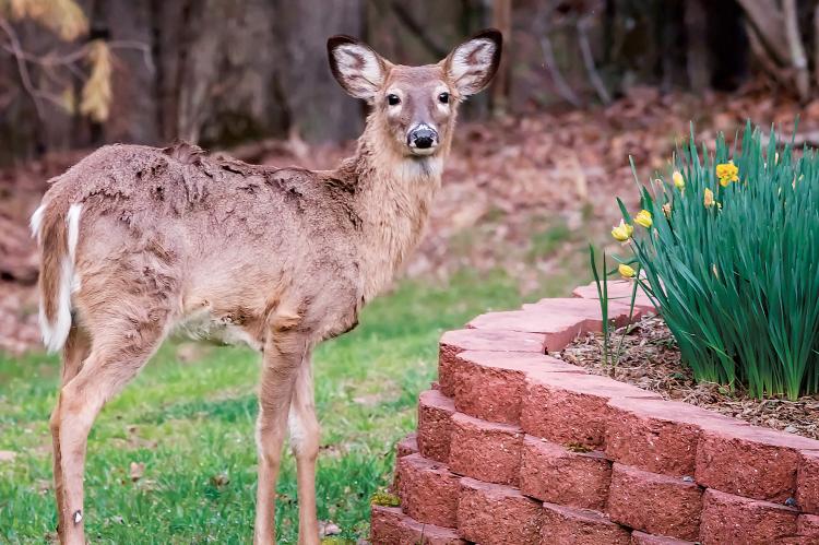Protecting the home landscape from deer_art