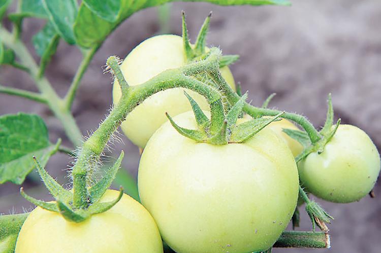 Enjoy the fresh taste of tomatoes after cold weather by ripening them indoors